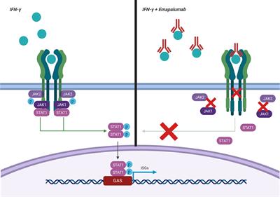 Novel Therapeutic Approaches to Familial HLH (Emapalumab in FHL)